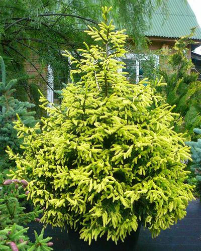 Ель восточная Ауреоспиката (Picea orientalis Aureospicata)