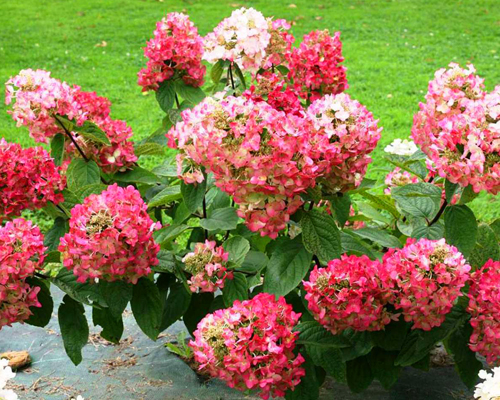 Гортензия метельчатая Мега Минди (Hydrangea paniculata Mega Mindy)