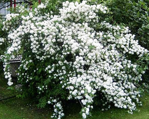 Чубушник лемуана Вирджинал (Philadelphus Lemoinei Virginal)