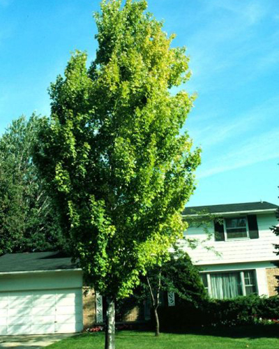Клен красный Сканлон (Acer rubrum Scanlon)