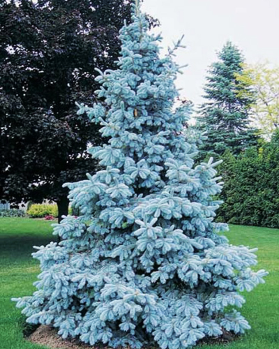 Ель колючая Супер Блю Сидлинг (Picea pungens Super Blue Seedling)