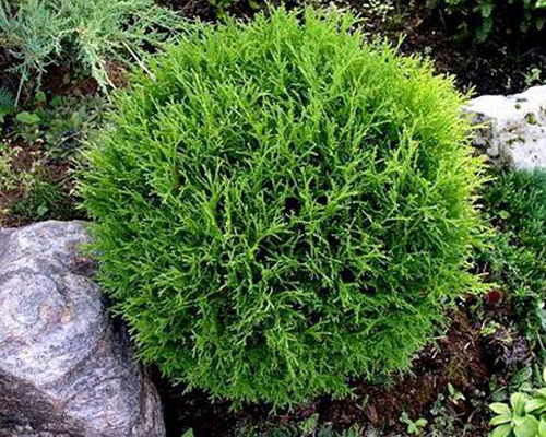 Туя западная Тини Тим (Thuja occidentalis Tiny Tim)