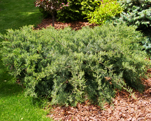 Можжевельник виргинский Хетц (Juniperus virginiana Hetz)