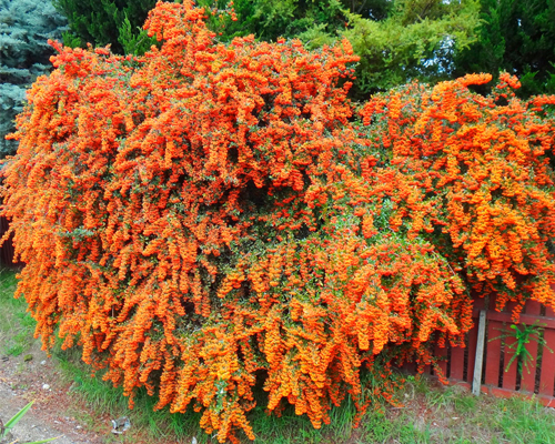 Пираканта Оранж Глоу (Pyracantha coccinea Orange Glow)