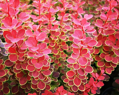 Барбарис тунберга Оранж Санрайз (Berberis thunbergii Orange Sunrise)