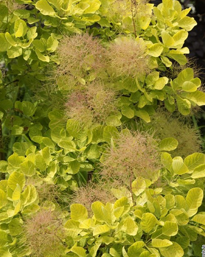 Скумпия кожевенная Голден Леди (Cotinus coggygria Golden Lady)