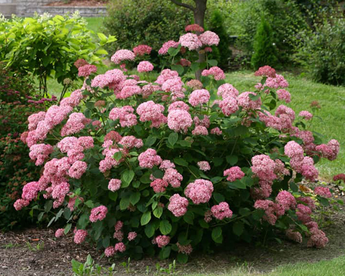 Гортензия древовидная Пинк Аннабель (Hydrangea arborescens Pink Annabelle)