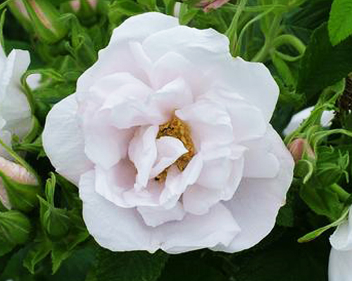 Роза-ругоза Вайт Перфекшн (Rose-rugosa White Perfection)