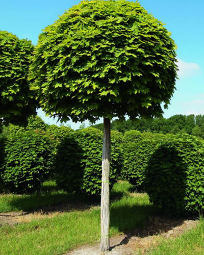 Клен остролистный Глобозум (Acer platanoides Globosum)