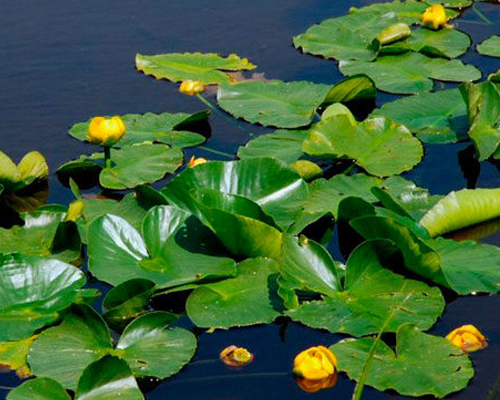 Кубышка желтая (Nuphar lutea)