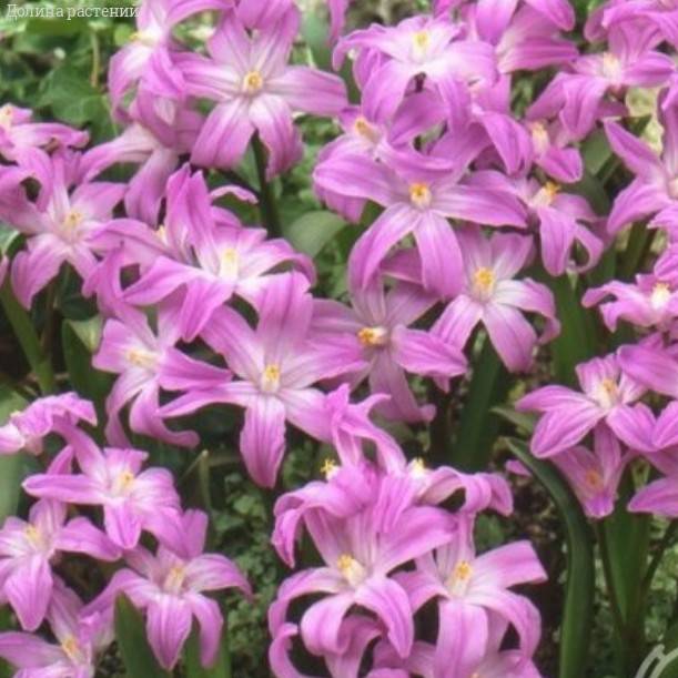 Хионодокса Forbesii Rosea