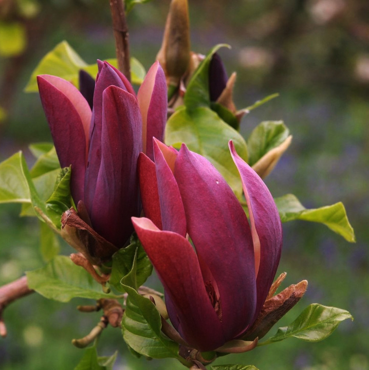 Магнолия бруклинская Блэк Бьюти (Magnolia brooklynensis Black Beauty)