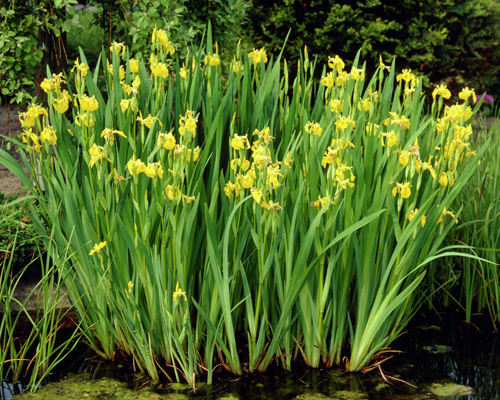 Ирис болотный (Iris pseudacorus)