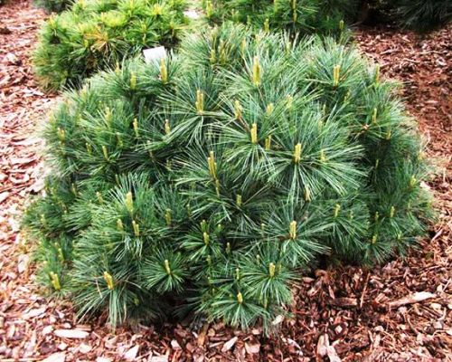 Сосна веймутова Бергманс Мини (Pinus strobus Bergman's Mini)