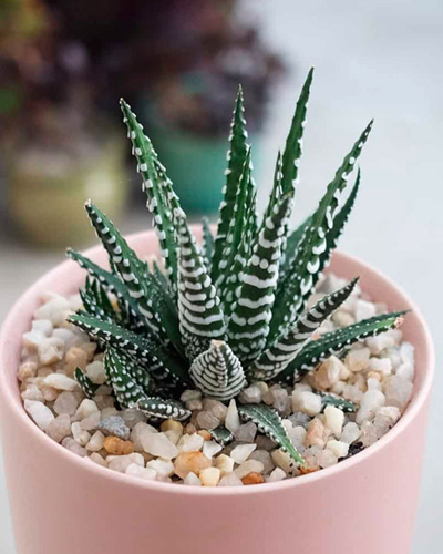 Хавортия полосатая Биг Бэнд (Haworthia fasciata Big Band)