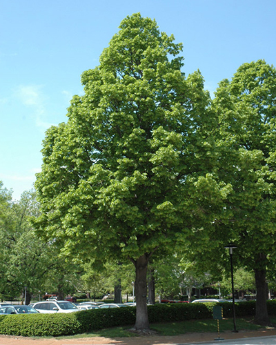 Липа американская Редмонд (Tilia americana Redmond)