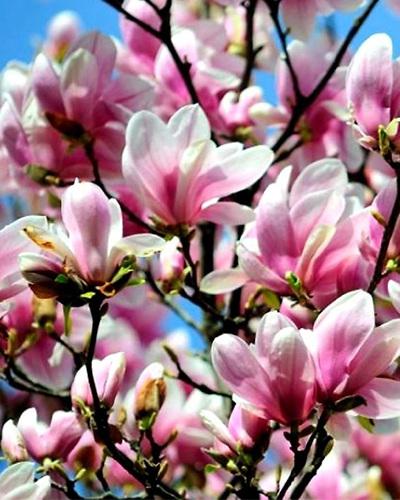Магнолия суланжа Александрина (Magnolia soulangeana Alexandrina)