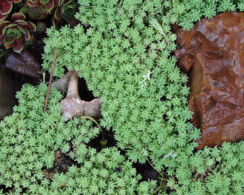 Седум лидийский (Sedum lydium)