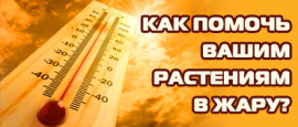 Нужна ли помощь растениям в жару?