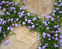 Мазус ползучий (Mazus reptans)