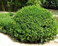 Самшит вечнозеленый (Buxus sempervirens)
