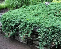 Можжевельник горизонтальный Вилтони (Juniperus horyzontalis Wiltonii)