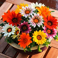 Газания кустовая гибридная Нью Дэй Микс (Gazania hybrida New Day Mix)