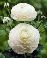 Ранункулюс Peony Type White