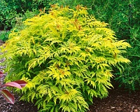 Бузина черная Голден Тауэр (Sambucus nigra Golden Tower)