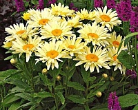 Нивяник Банана Крим (Leucanthemum superbum Banana Cream)