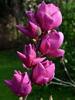Магнолия гибридная Клеопатра (Magnolia hybrida Cleopatra)