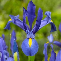 Ирис Dutch Blue