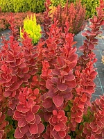 Барбарис тунберга Неон (Berberis thunbergii Neon)