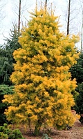 Пихта одноцветная Винтерголд (Abies concolor Wintergold)