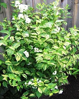 Чубушник гибридный Инносенс (Philadelphus coronarius Innocence)