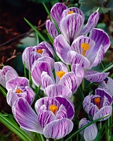 Крокус large flowering Pickwick