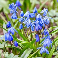 Сцилла Spring Beauty