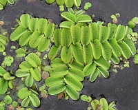 Сальвиния плавающая (Salvinia natans)