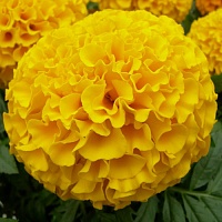 Тагетес прямостоячий Антигуа Голд (Tagetes еrecta Antigua Gold)