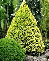 Ель канадская Дейзи Вайт (Picea glauca Daisy White)