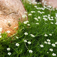 Мшанка шиловидная (Sagina subulata)