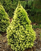 Ель канадская (сизая) Рейнбоу Энд (Picea glauca Rainbow End)