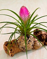 Тилландсия Жози (Tillandsia Josie)