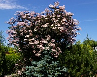 Бузина черная Блек Бьюти (Sambucus nigra Black Beauty)