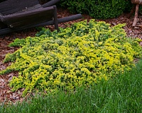 Можжевельник горизонтальный Голден Карпет (Juniperus horizontalis Golden Carpet)