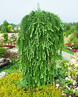 Лиственница японская Стифф Випер (Larix kaempferi Stiff Weeper)