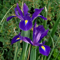 Ирис Dutch Purple Sensation