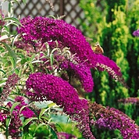 Буддлея давида Нано Пурпл (Buddleja davidii Nanho Purple)