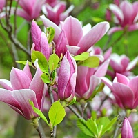 Магнолия гибридная Джордж Генри Керн (Magnolia hybrida George Henry Kern)