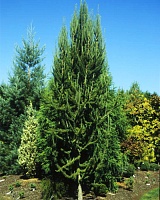 Лиственница кемпфера Якобсен Пирамид (Larix kaempferi Jakobsen's Pyramid)